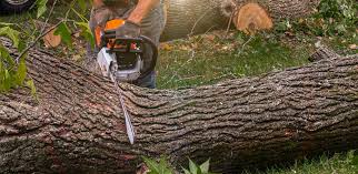 Best Tree Maintenance Programs  in Stevenson Ranch, CA